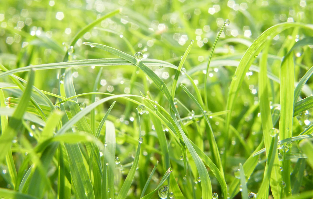 Фото обои зелень, трава, капли, макро, свежесть, роса