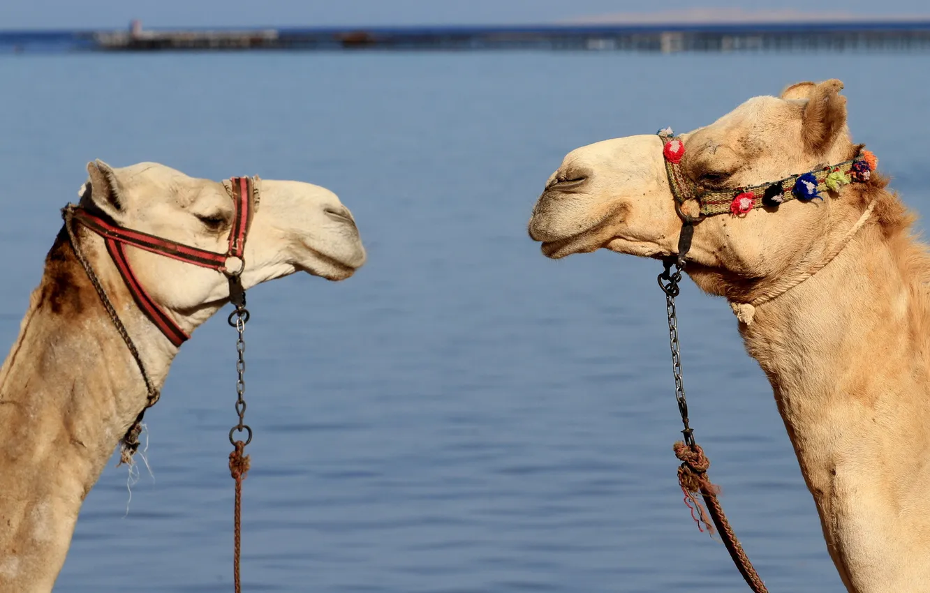 Фото обои фон, верблюды, лицом к лицу