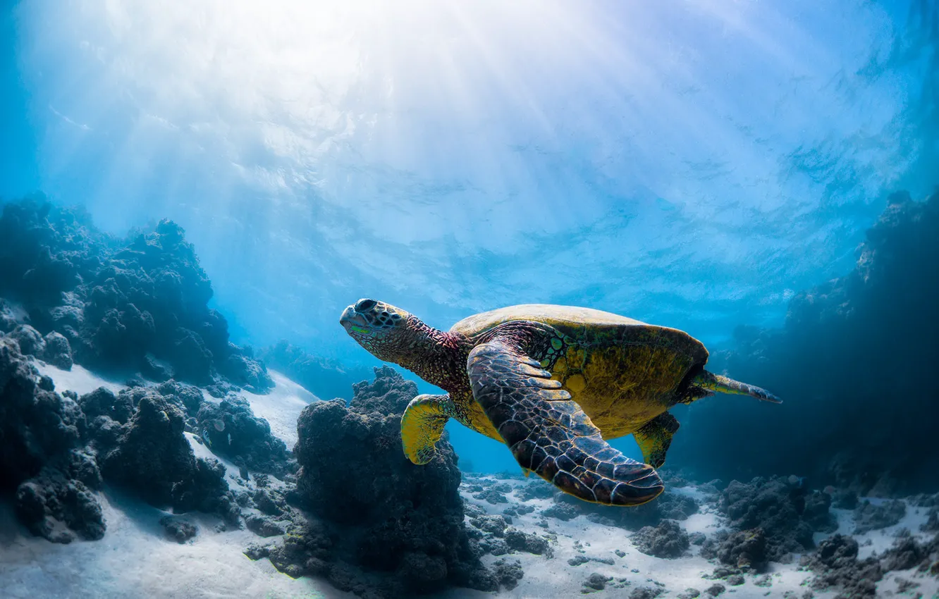 Фото обои море, черепаха, морская