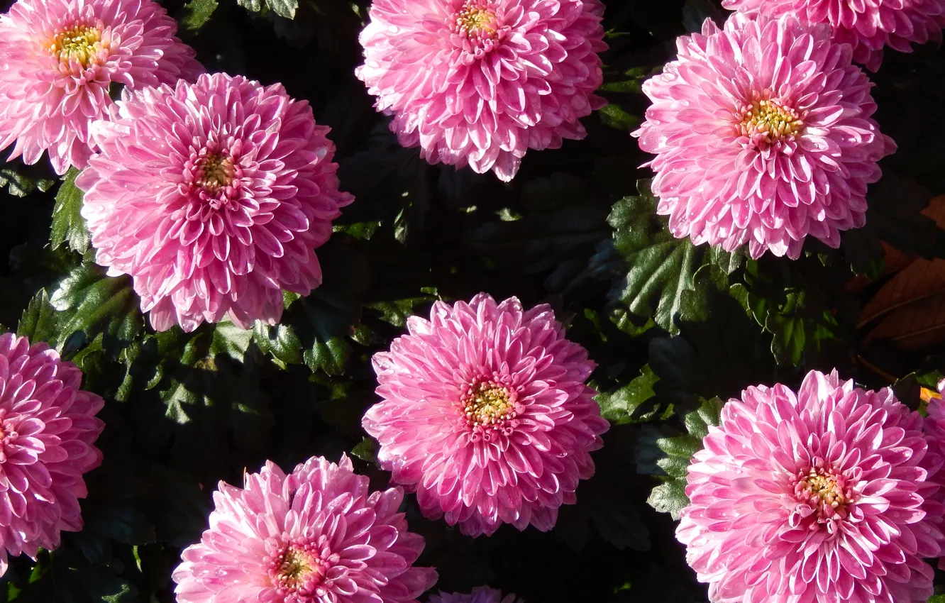 Фото обои трава, цветы, widescreen, обои, wallpaper, широкоформатные, background, обои на рабочий стол