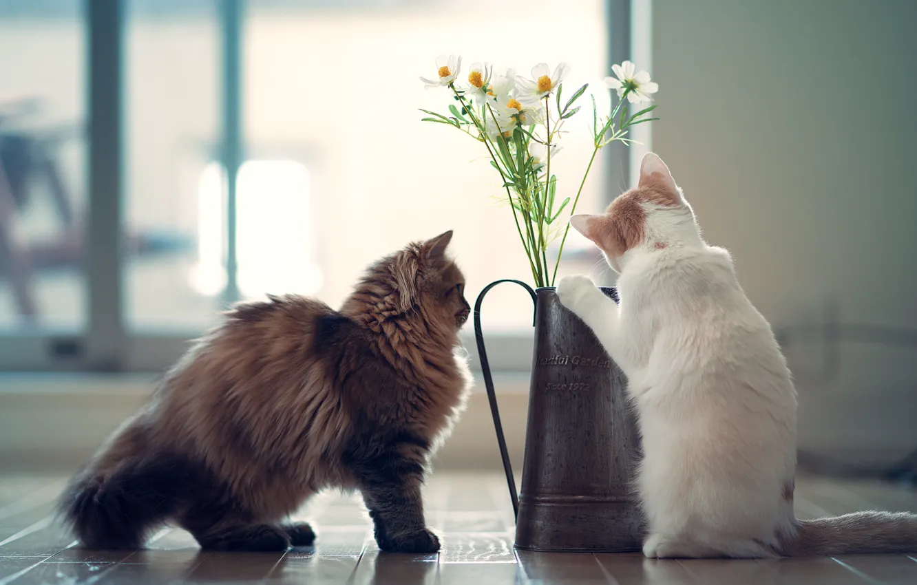 Фото обои цветы, котята, Daisy, Hannah, © Benjamin Torode