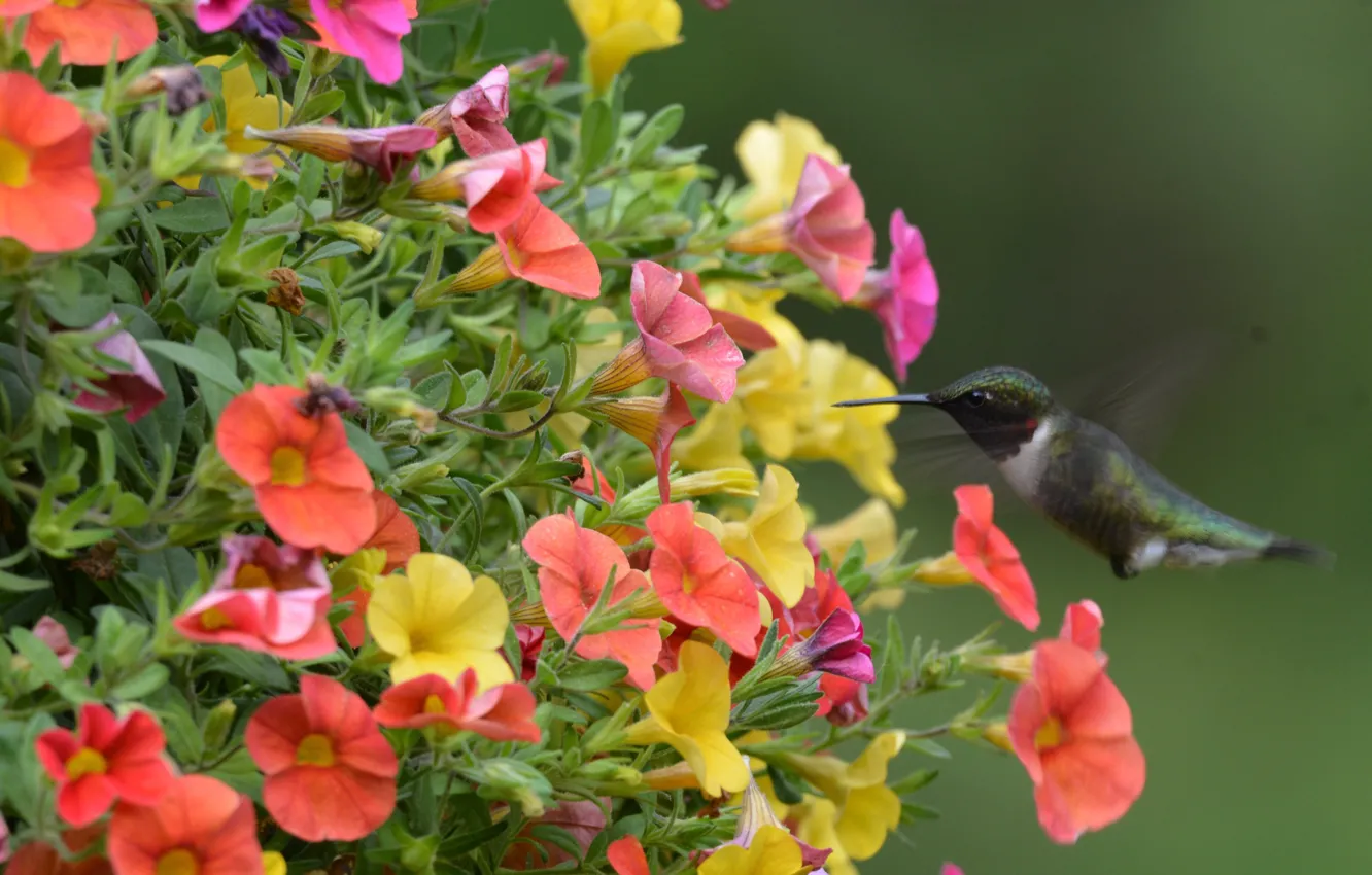 Фото обои цветы, колибри, птичка, петуния