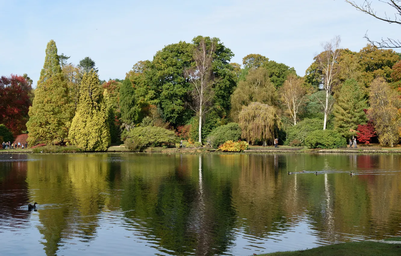 Фото обои осень, озеро, Англия, autumn, lake, England, Sheffield park, Парк Шеффилд