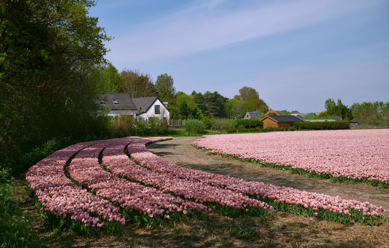 Фото обои поле, небо, солнце, деревья, цветы, тюльпаны, домики, розовые