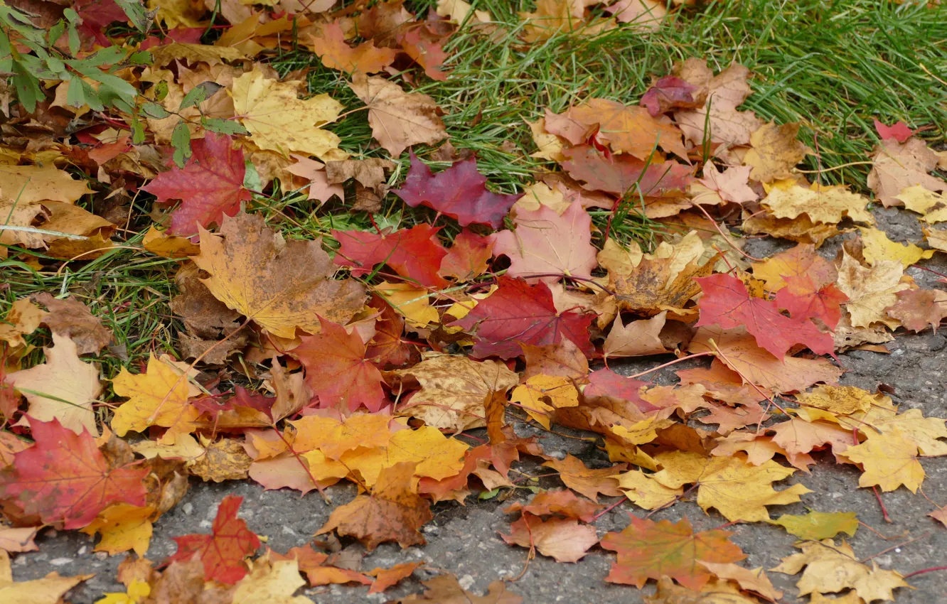 Фото обои осень, листья, colorful, клен, autumn, leaves, maple