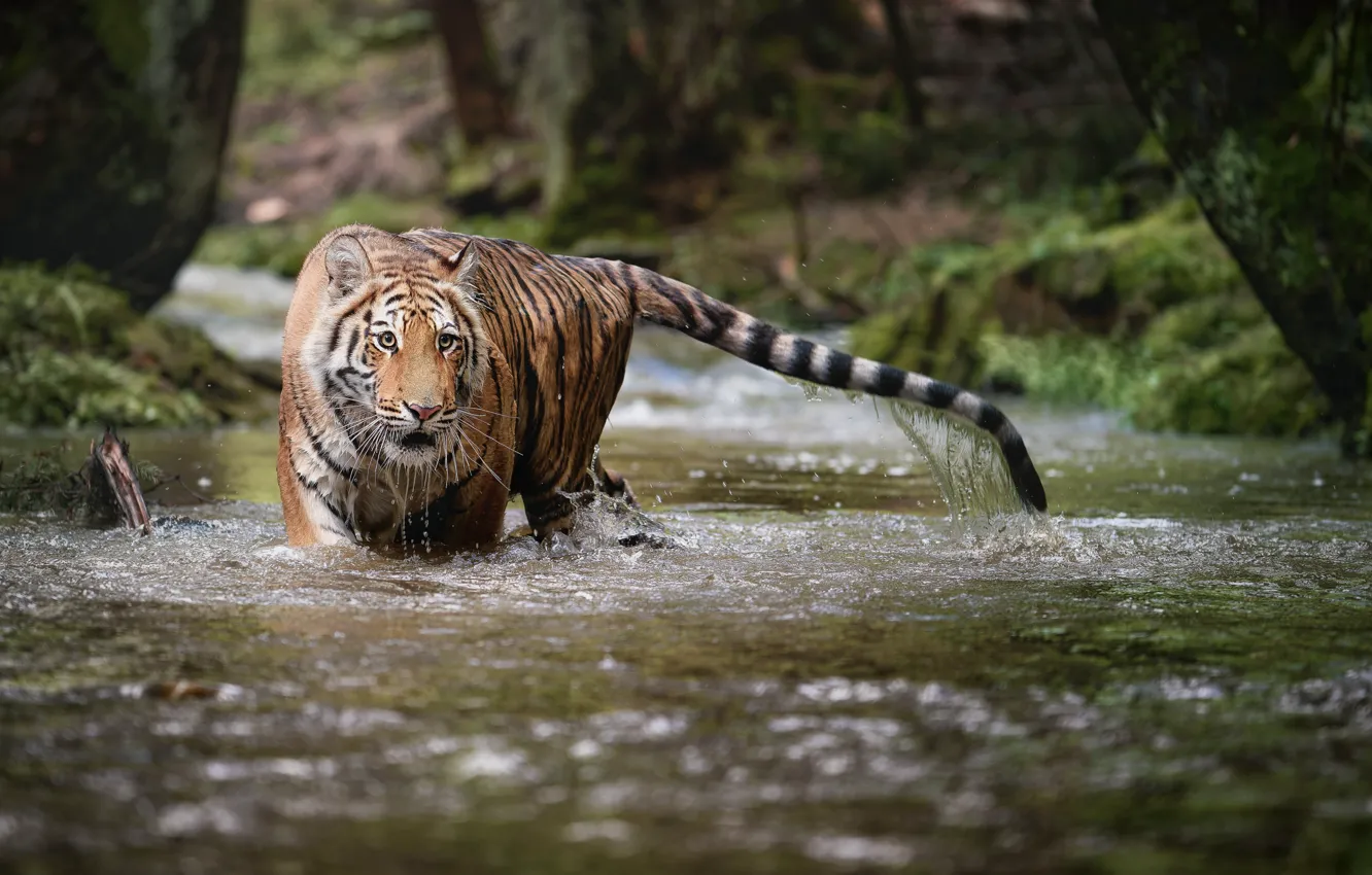 Фото обои лес, вода, природа, тигр, ручей, животное, хищник, зверь