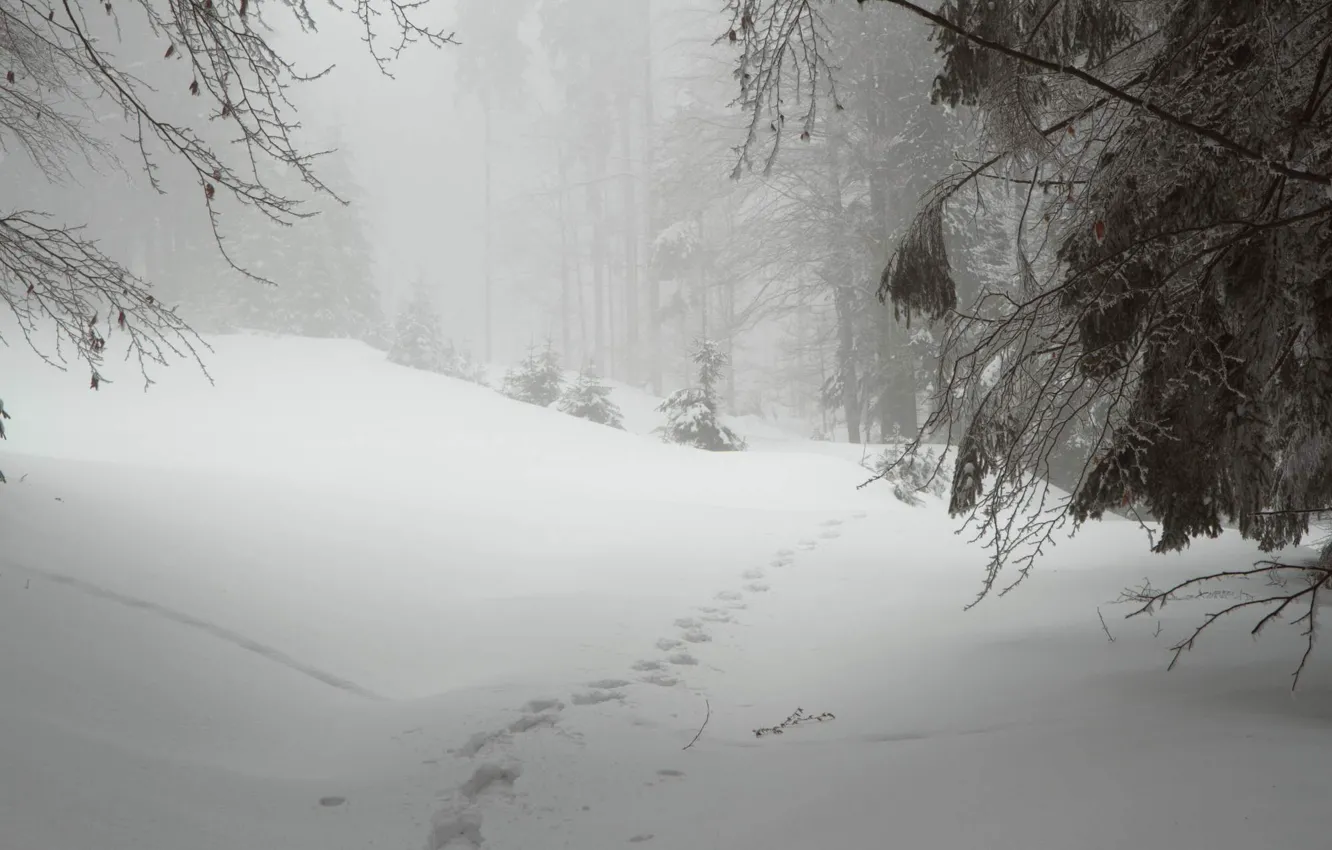 Фото обои зима, лес, снег, природа, Чехия, Шумава, PLESNÁ