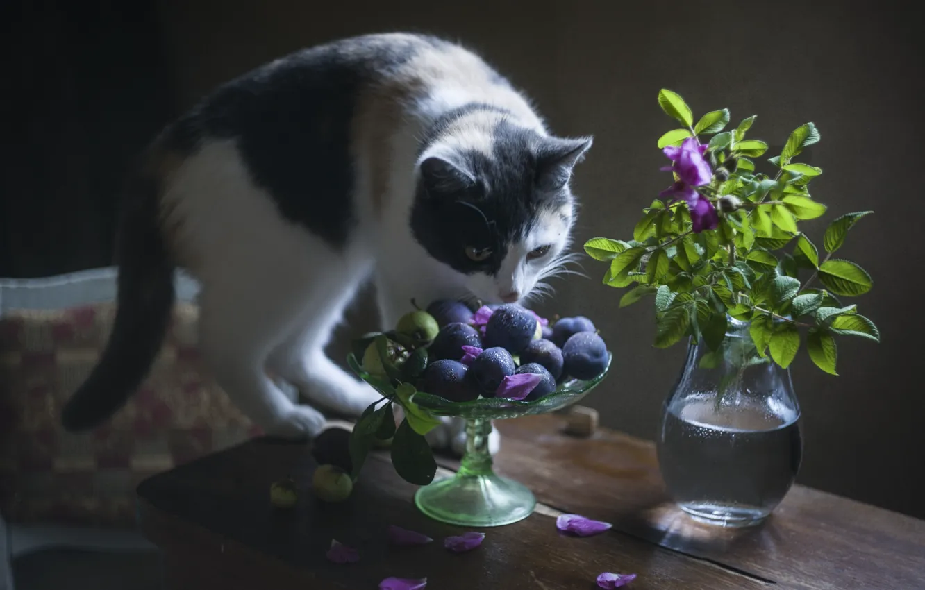 Фото обои кошка, кот, ягоды, стол, животное, ветка, шиповник, сливы