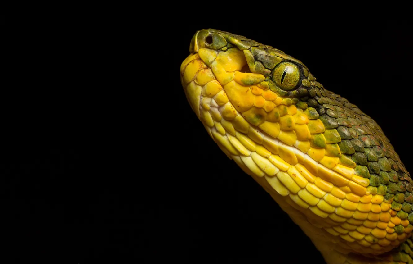 Фото обои змея, Trimeresurus gramineus, Bamboo pit viper
