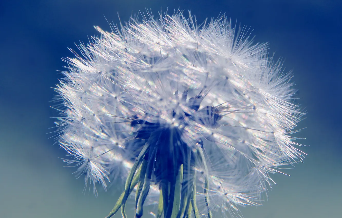 Фото обои plant, delicate, dandelion