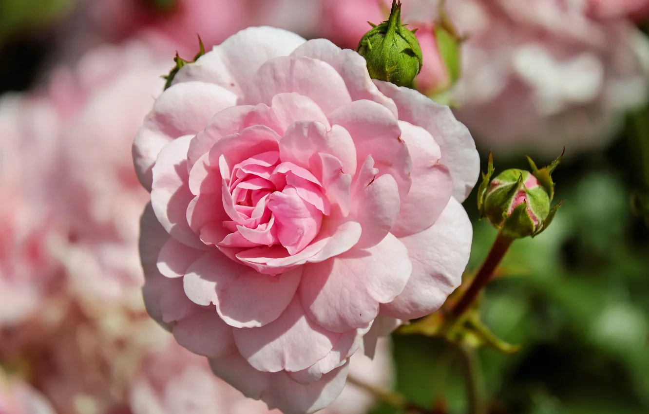 Фото обои розовая, роза, rose, бутоны, flower