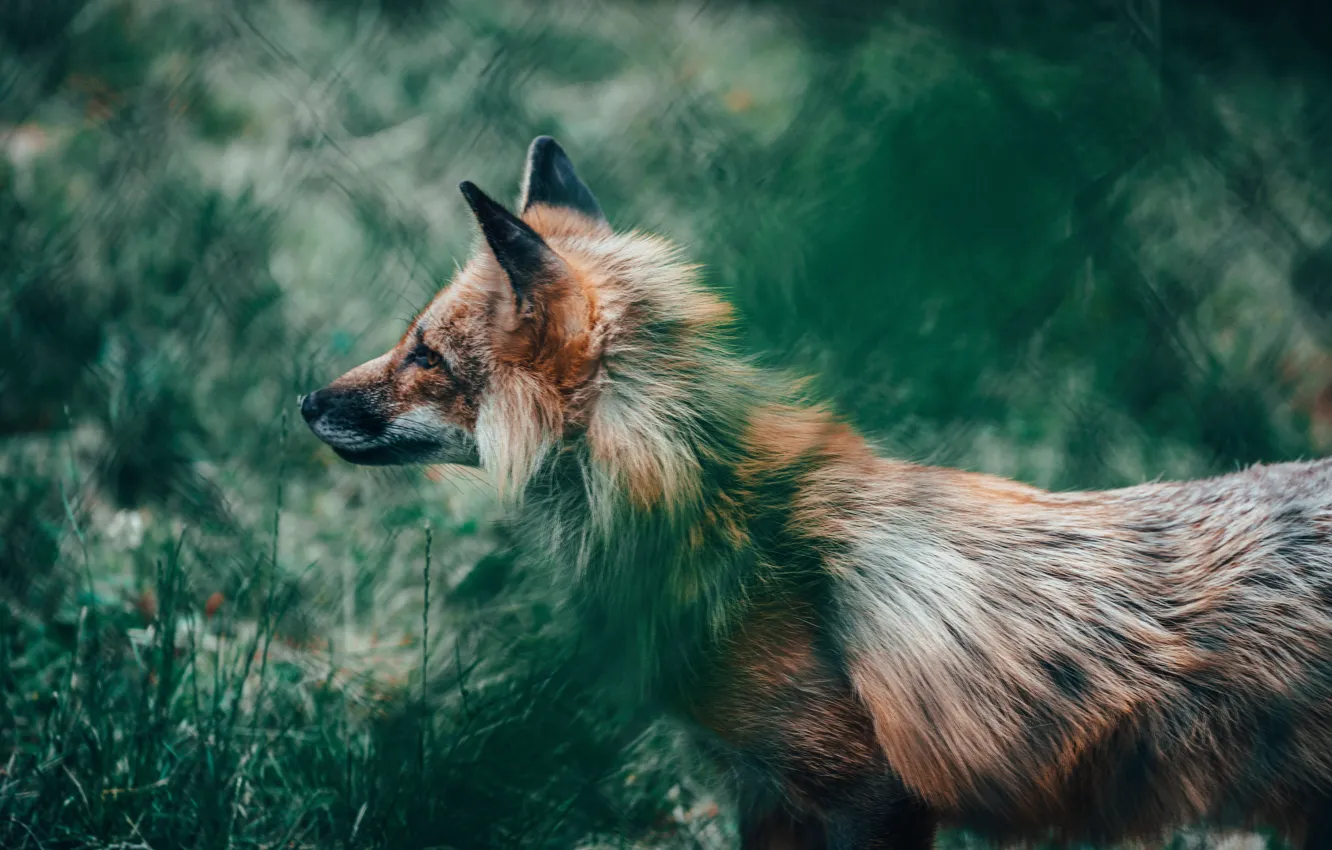 Фото обои fox, animal, wildlife, glance