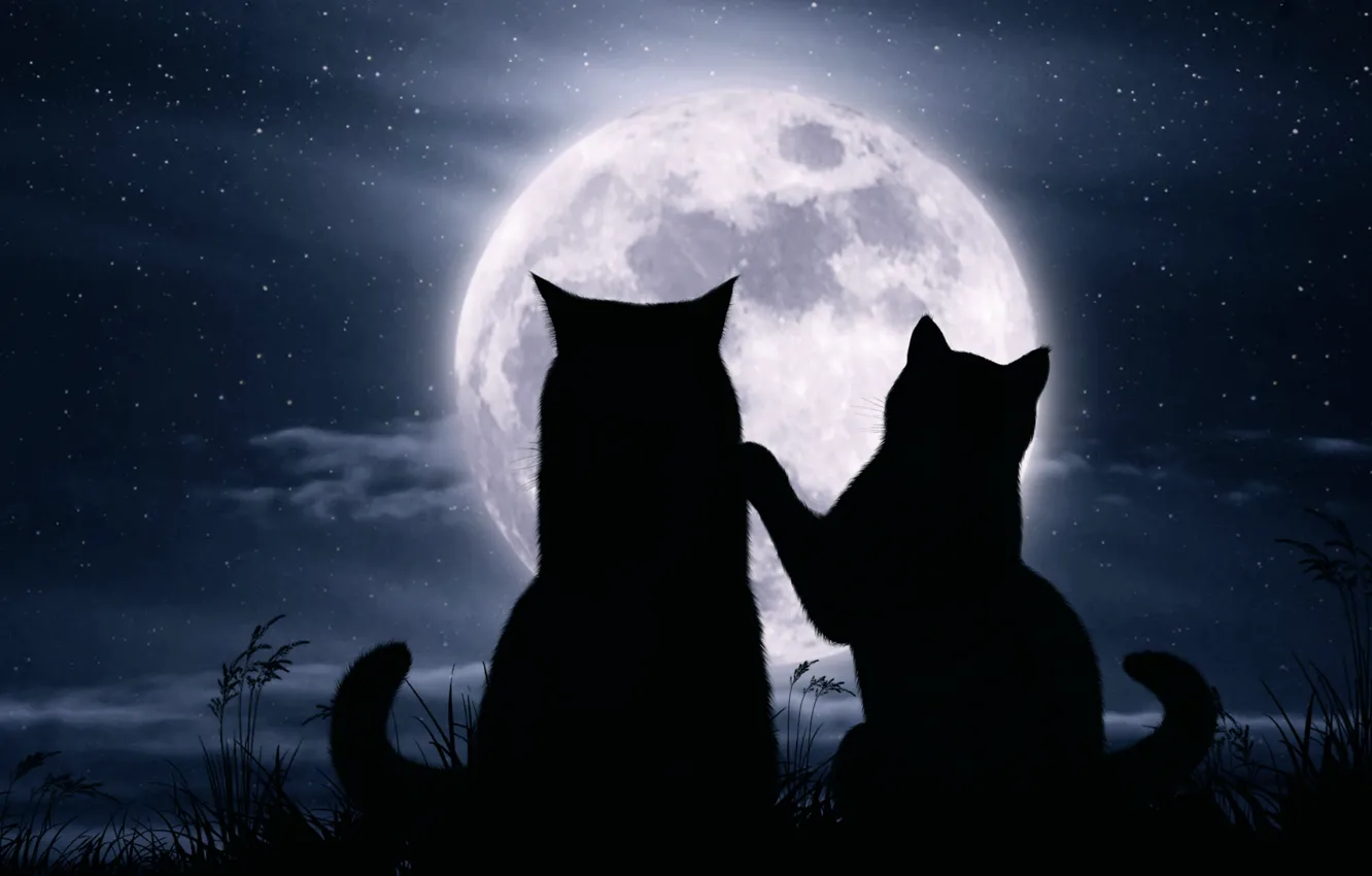 Фото обои кошки, ночь, луна, романтика, звёзды