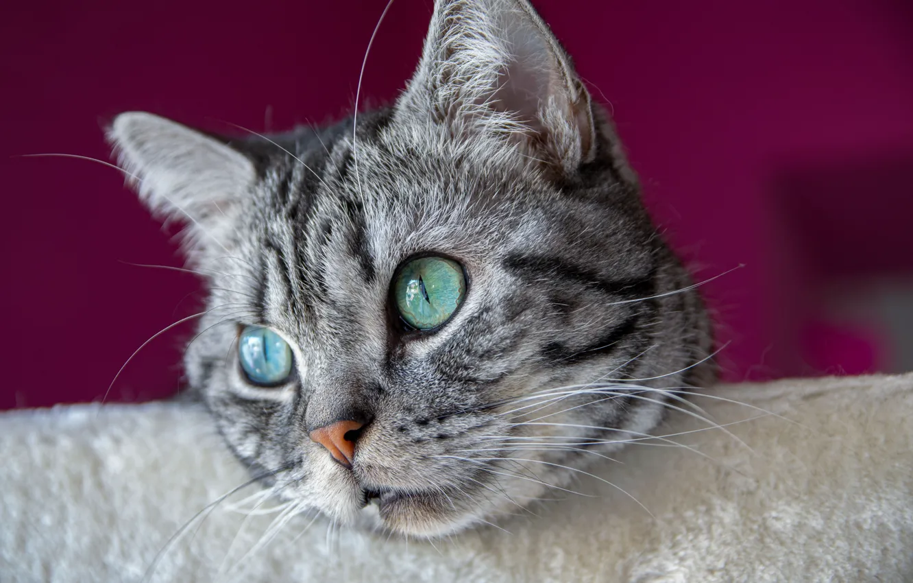 Фото обои Взгляд, Кошка, Усы, Кот, Глаза, Британская короткошёрстная, Крупным планом, Мордашка