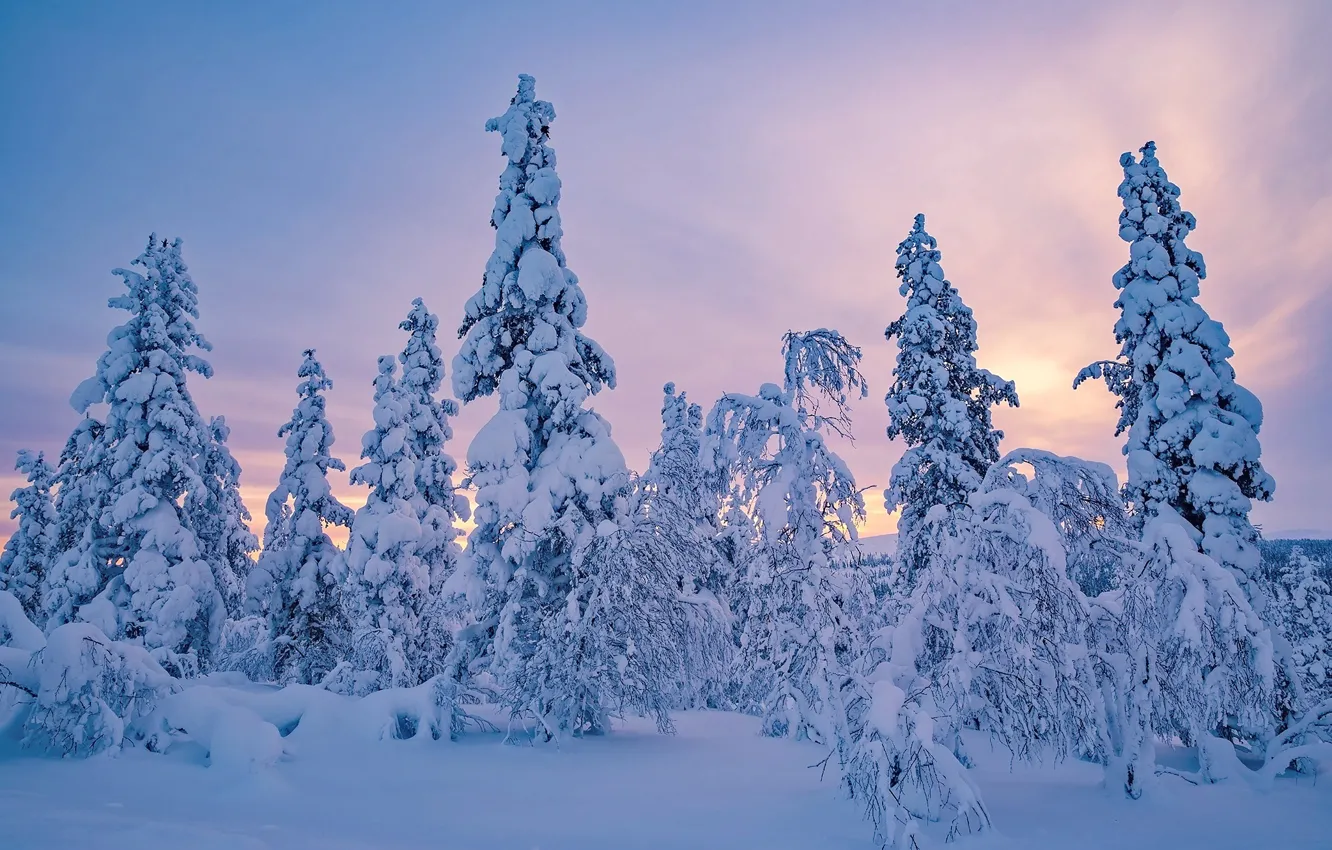 Фото обои зима, снег, деревья, ели, Финляндия, Finland, Lapland, Лапландия