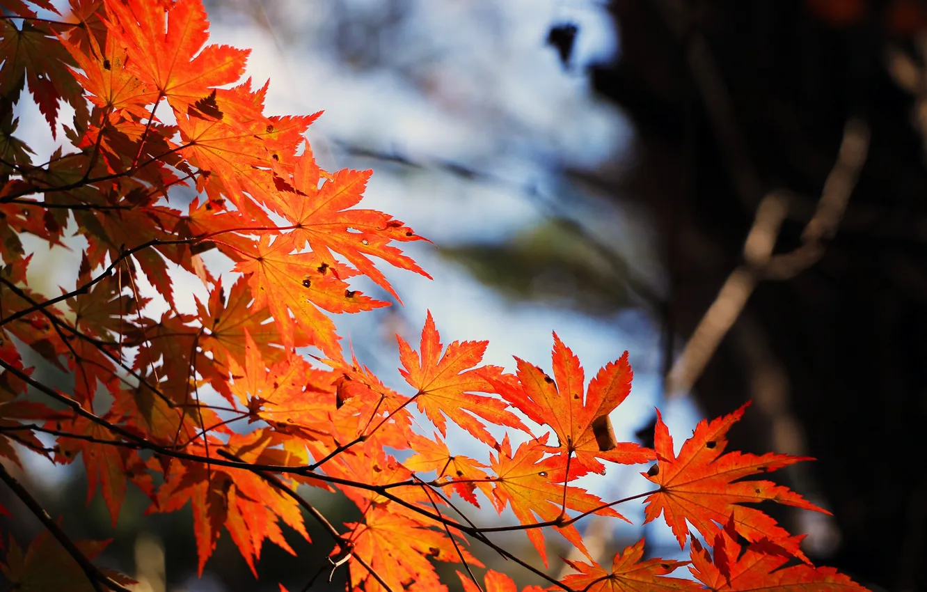 Фото обои осень, ветка, размытость, кленовые листья