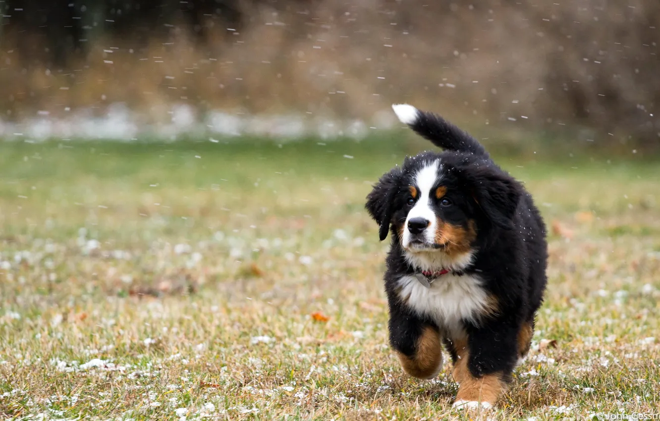 Фото обои поле, снег, собака