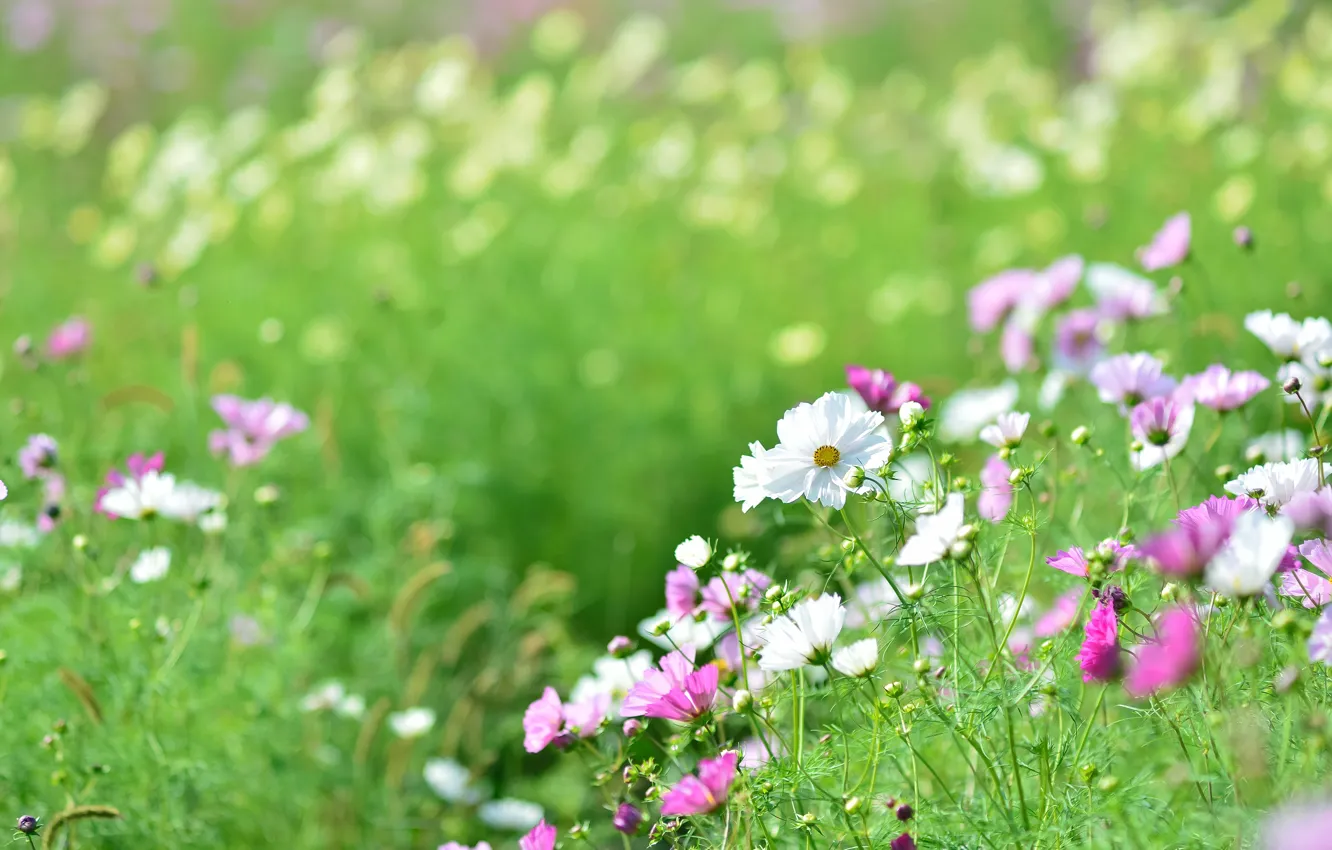 Фото обои зелень, поле, лето, цветы, поляна, розовые, белые, боке