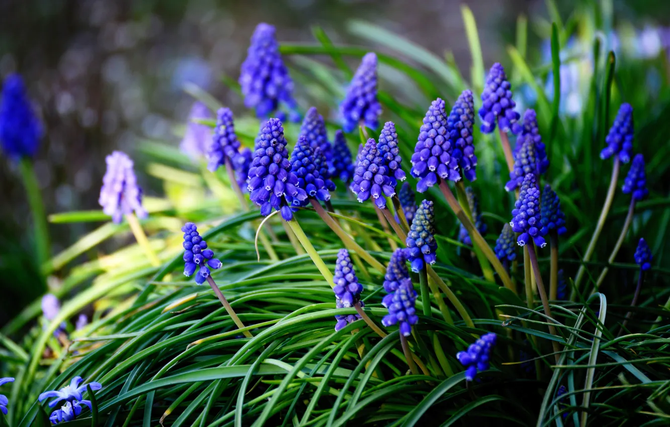 Фото обои цветы, поляна, весна, синие, мускари, мышиный гиацинт