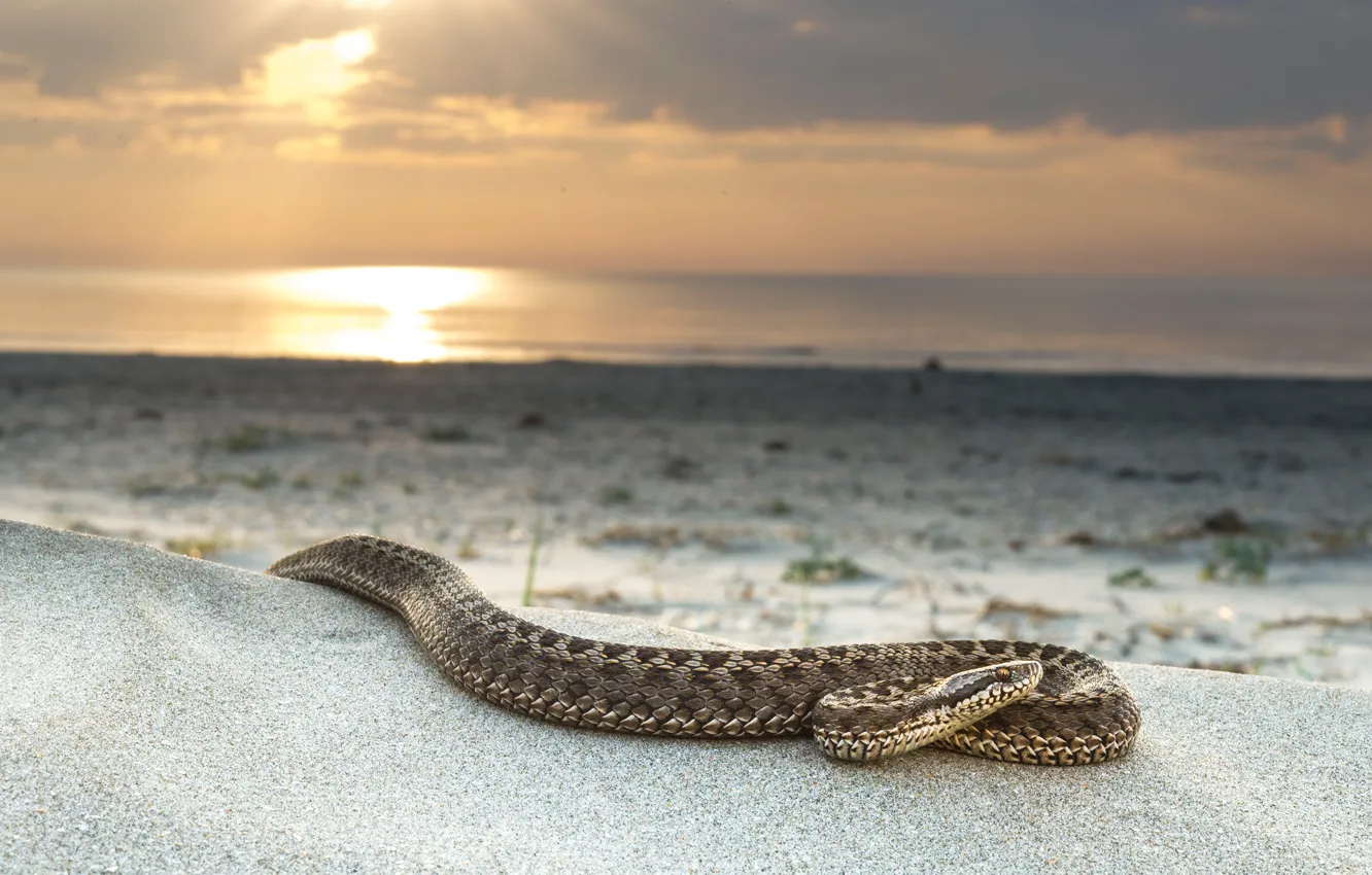 Фото обои песок, море, пляж, солнце, пейзаж, берег, змея, дикая природа