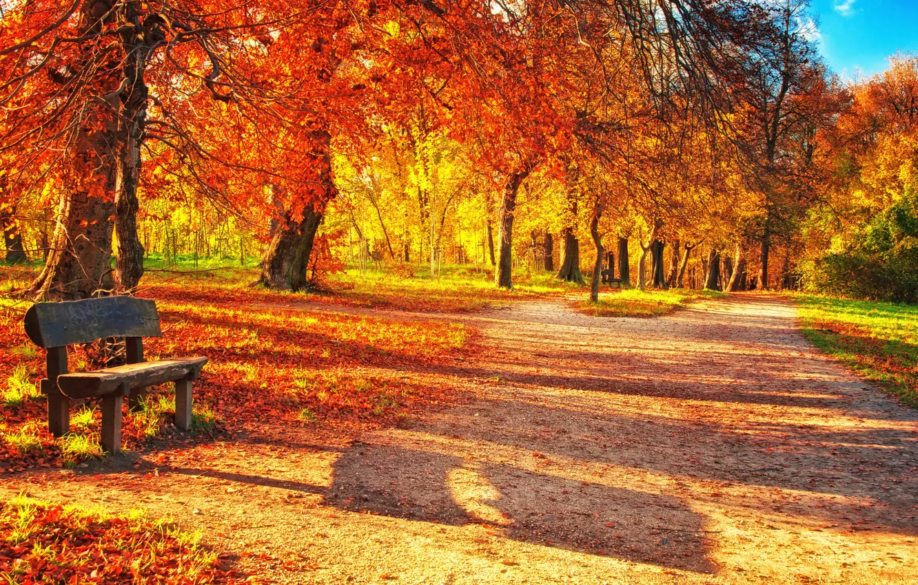 Фото обои осень, лес, листья, скамейка, парк, park, autumn, leaves