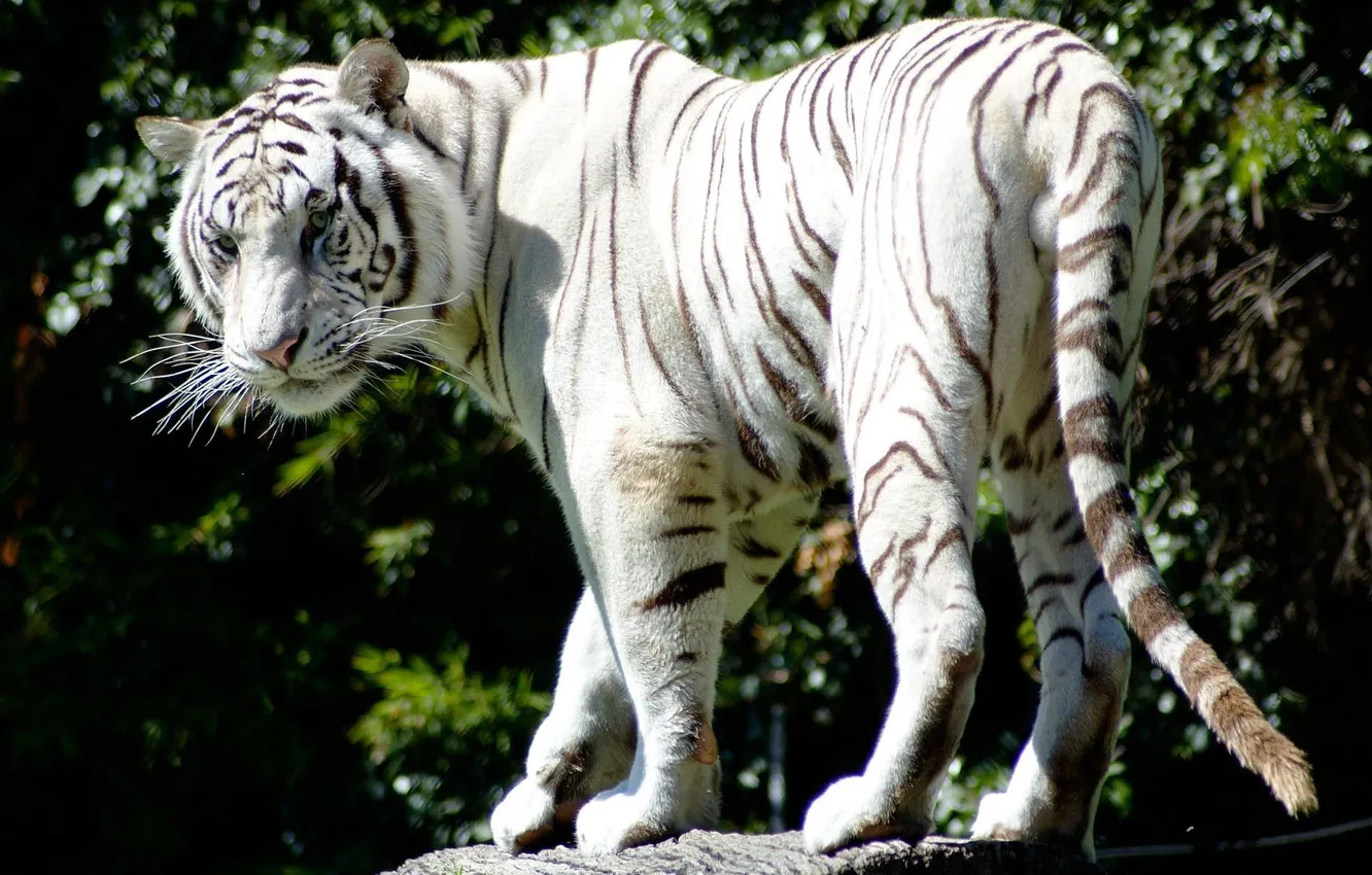 Фото обои хищник, полосатый, белый тигр, красивый