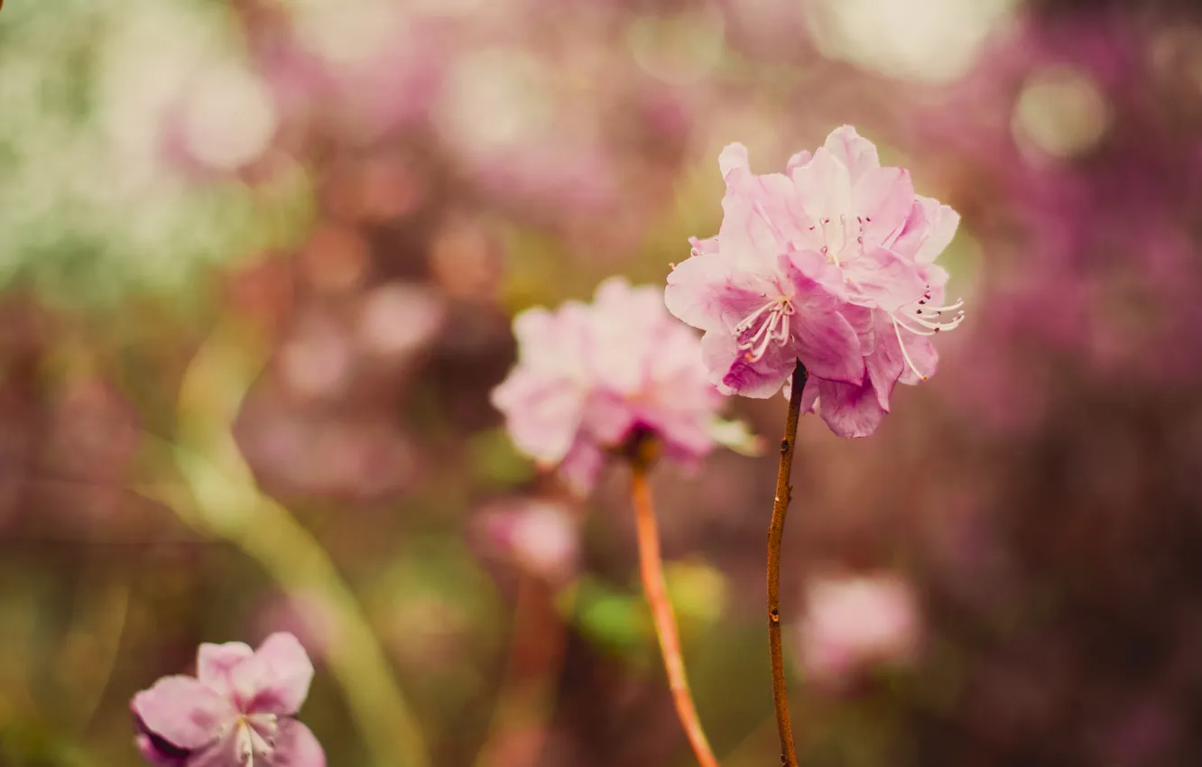 Фото обои цветок, весна, магнолия, ботсад