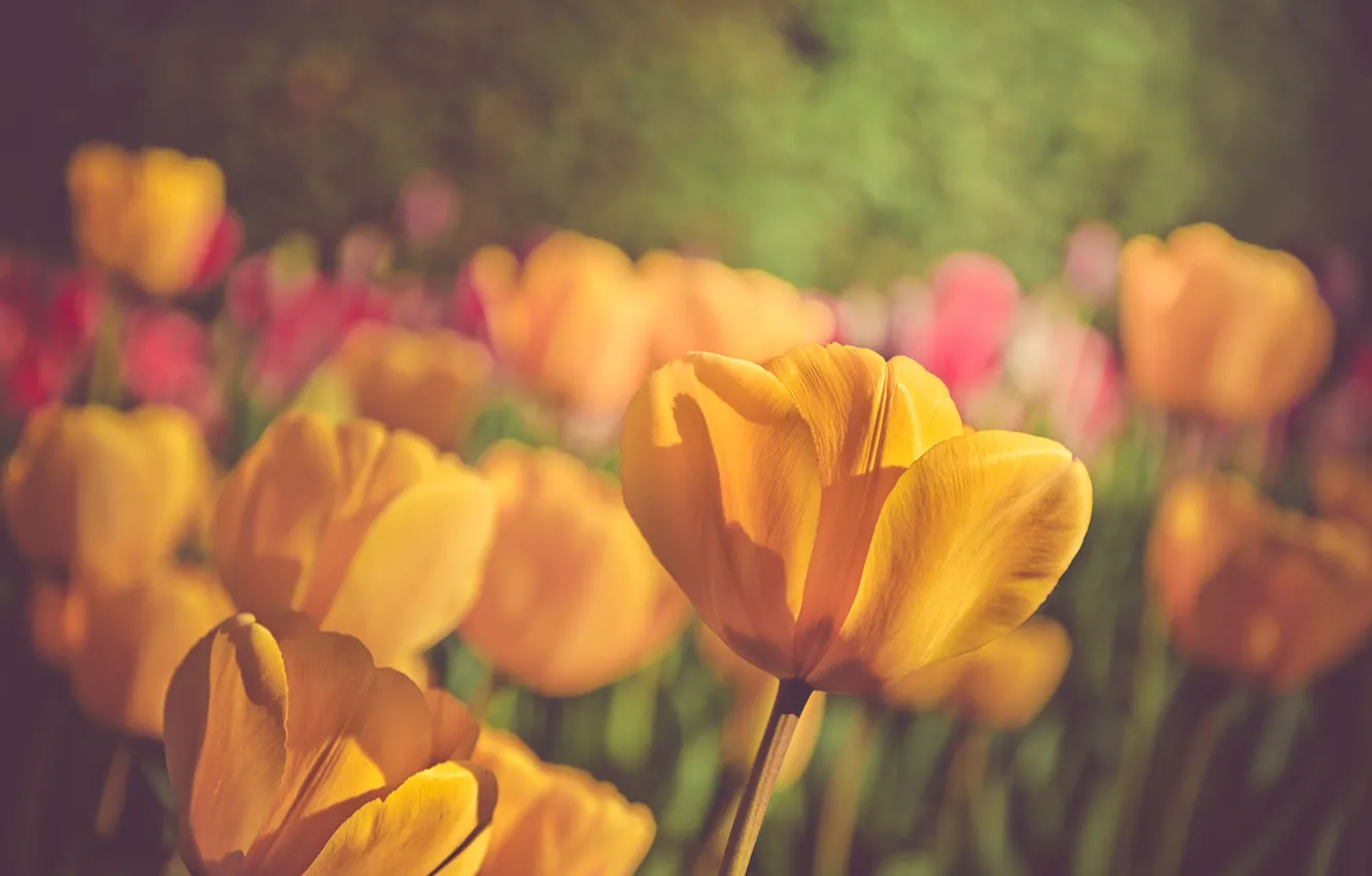 Фото обои цветы, природа, весна, лепестки, тюльпаны, боке