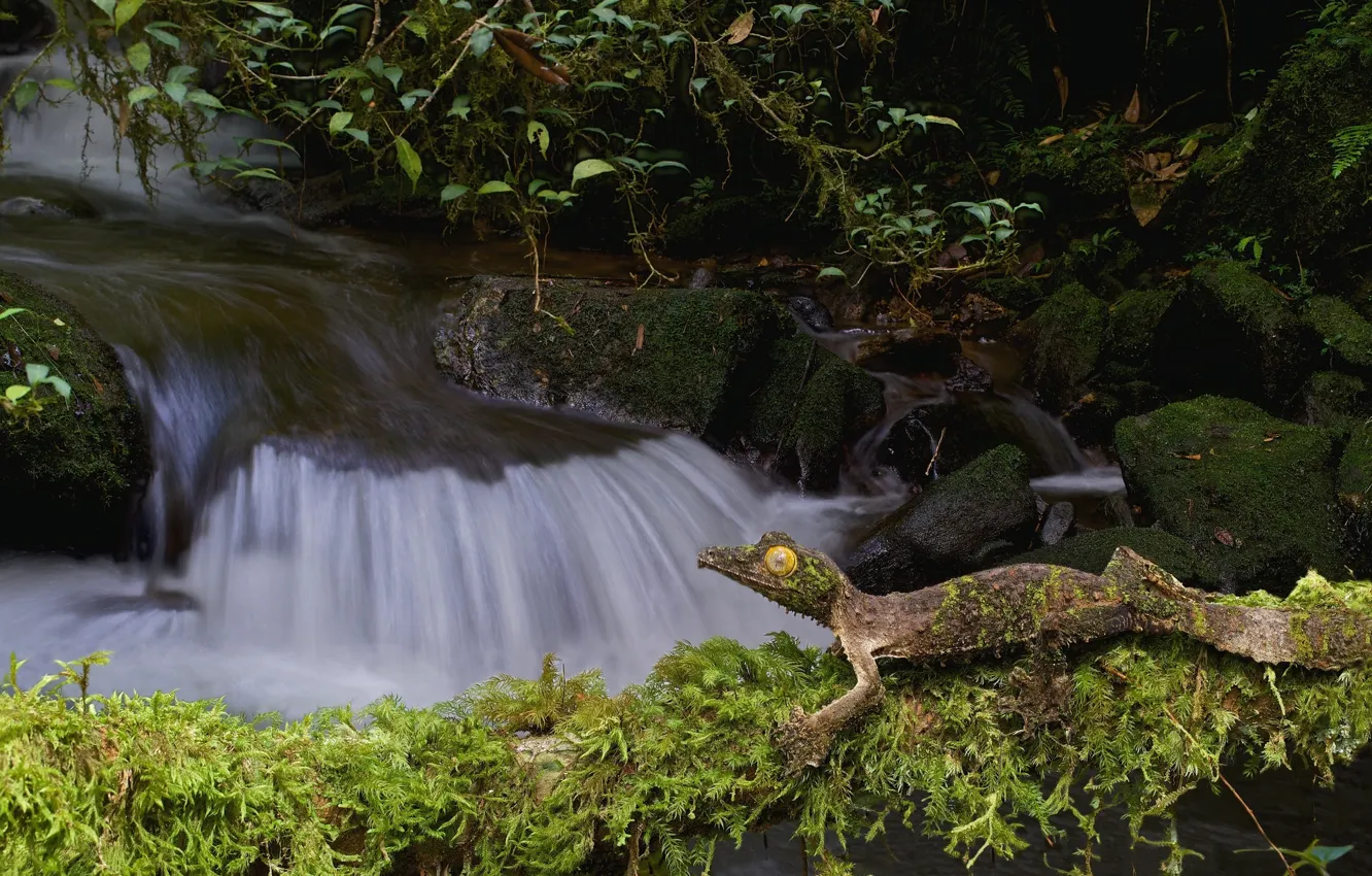 Фото обои природа, ручей, камни, мох, ящерица, геккон, фантастический листохвостый геккон, сатанинский геккон