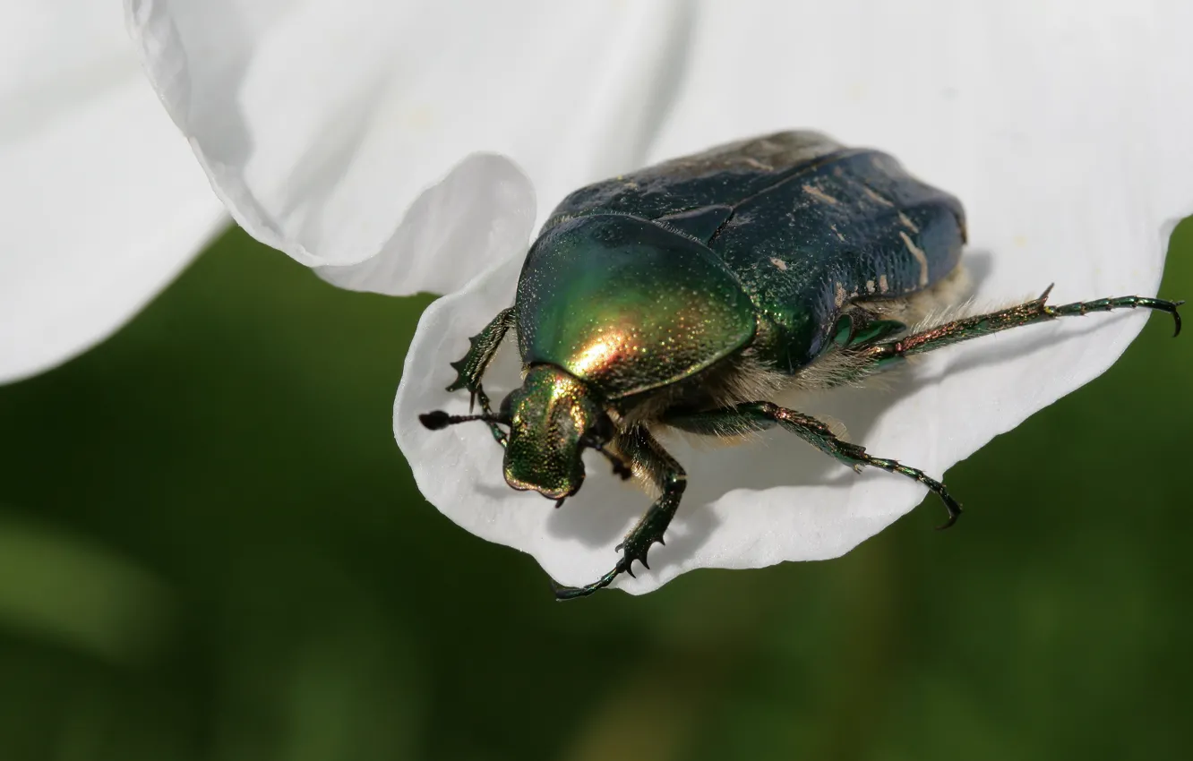Фото обои макро, жук, насекомое