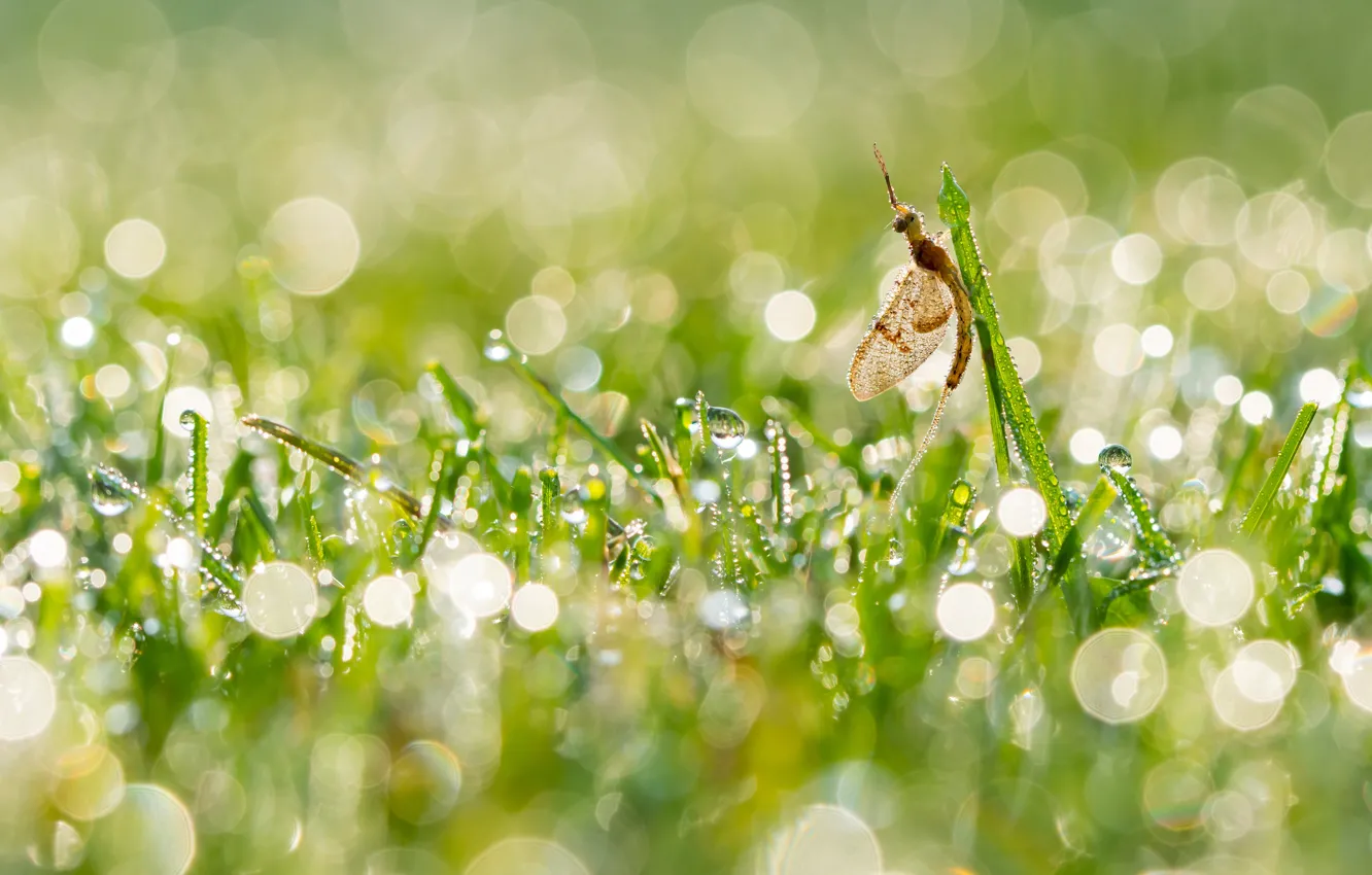 Фото обои трава, капли, свет, роса, блики, насекомое, подёнка