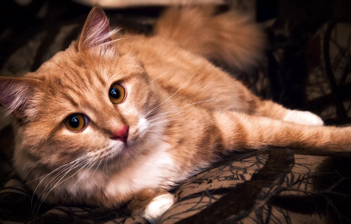 Фото обои кошка, лежит, портрет, обои от lolita777, смотрит, котэ, фотосессия, кот
