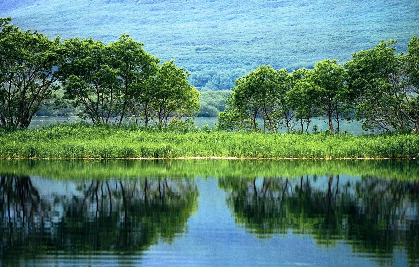 Фото обои зелень, вода, деревья, пейзаж, природа, отражение, растения