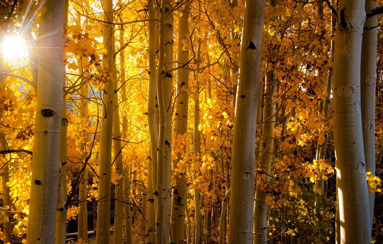 Фото обои осень, свет, природа, берёзы
