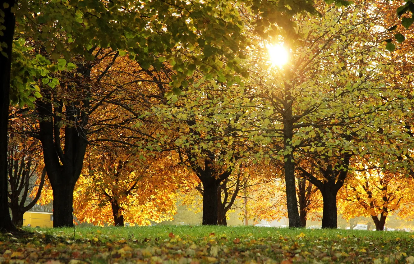 Фото обои осень, природа, парк