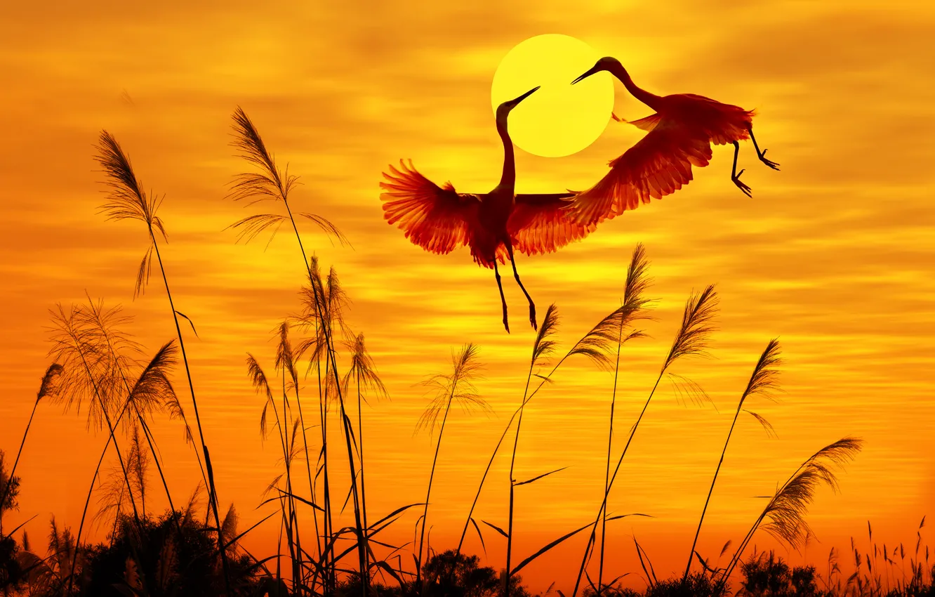 Фото обои птицы, birds, солнечный свет, sunlight, закат небо, sunset sky, flying birds, летающих птиц