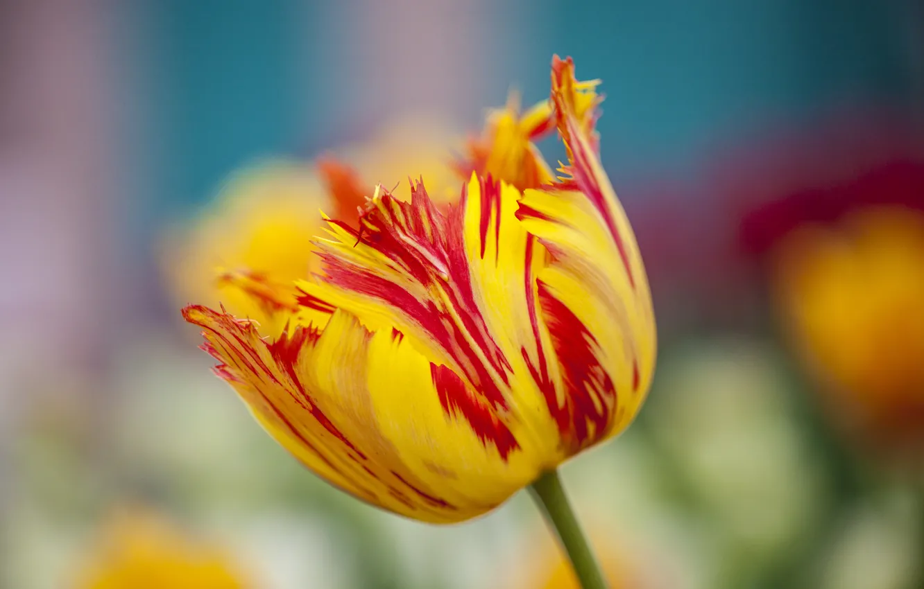 Фото обои цветок, тюльпан, весна, махровый, желто-красный
