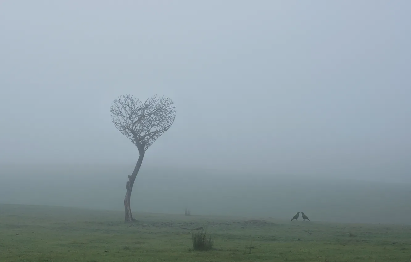 Фото обои поле, любовь, птицы, туман, дерево, love, field, tree
