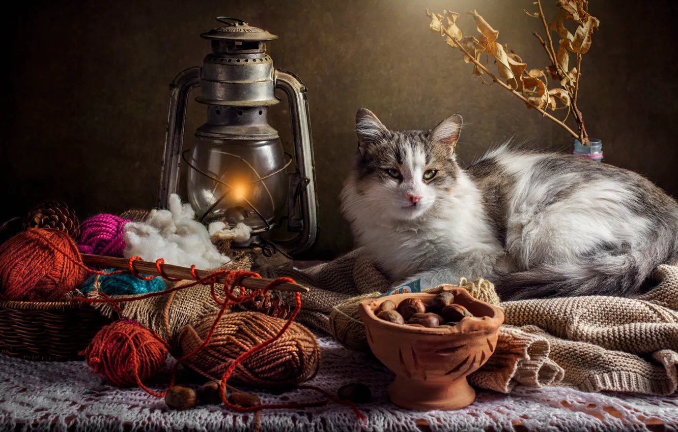 Фото обои осень, кошка, кот, взгляд, свет, ветки, клубок, уют