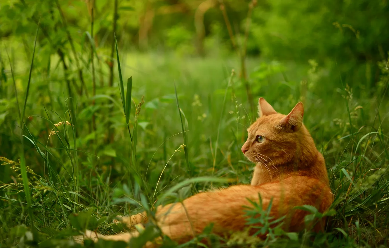 Фото обои трава, кот, отдых, рыжий