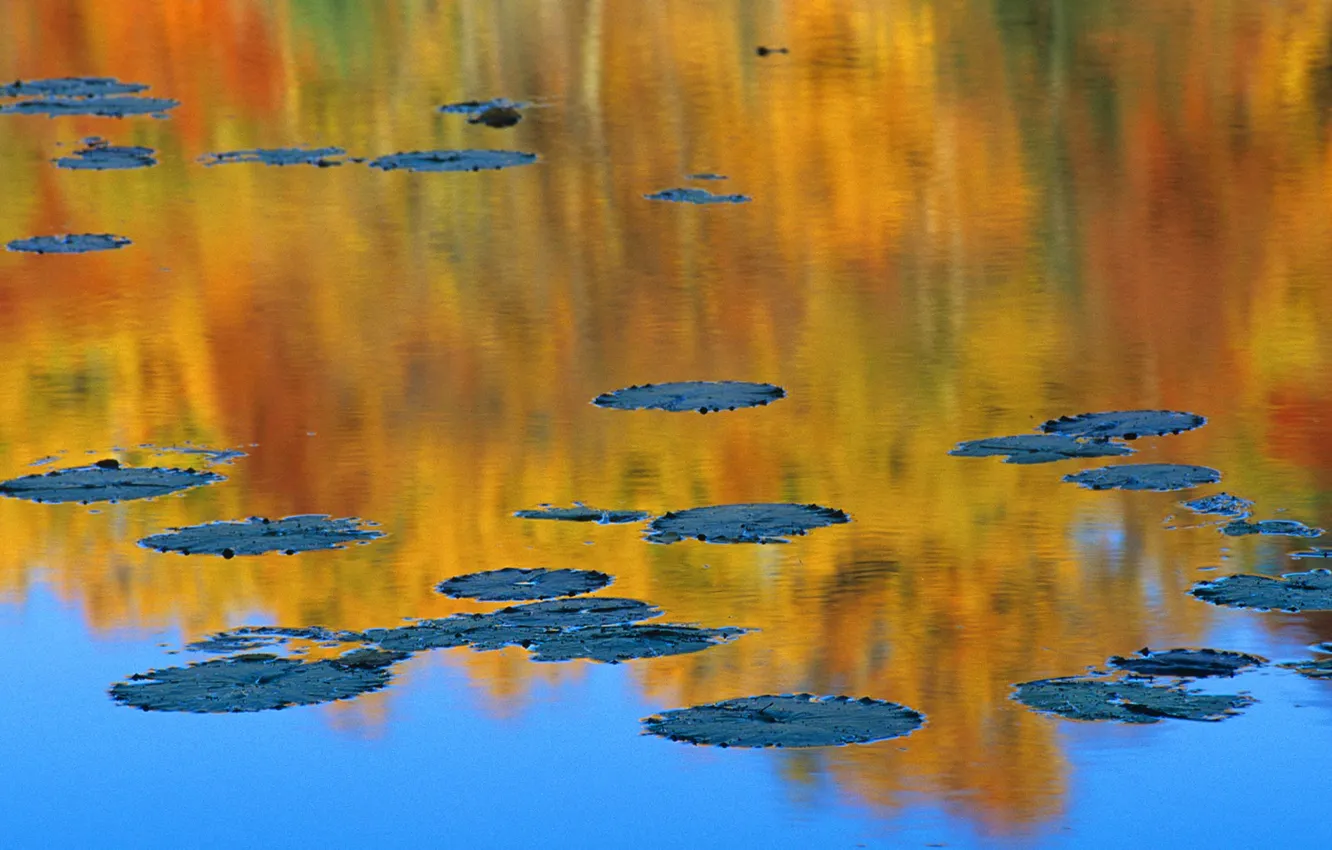 Фото обои осень, пруд, отражение, Канада, кувшинки, Квебек