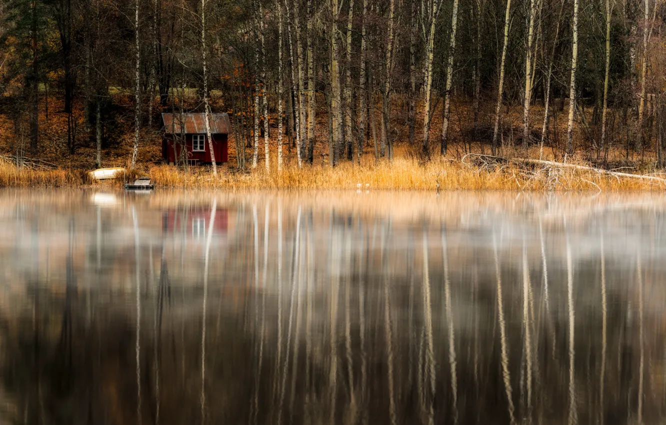 Фото обои лес, озеро, домик