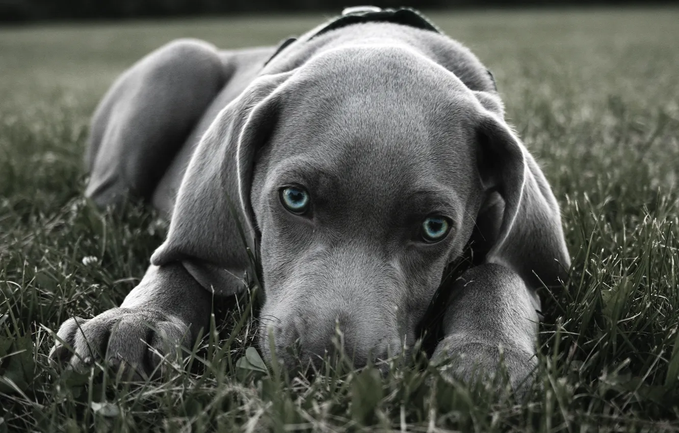 Фото обои трава, собака, пес