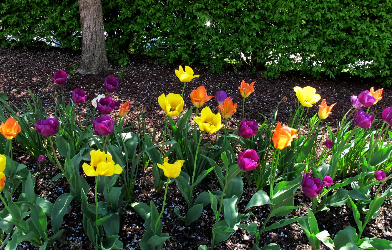 Фото обои Весна, Тюльпаны, Spring, Colors, Tulips
