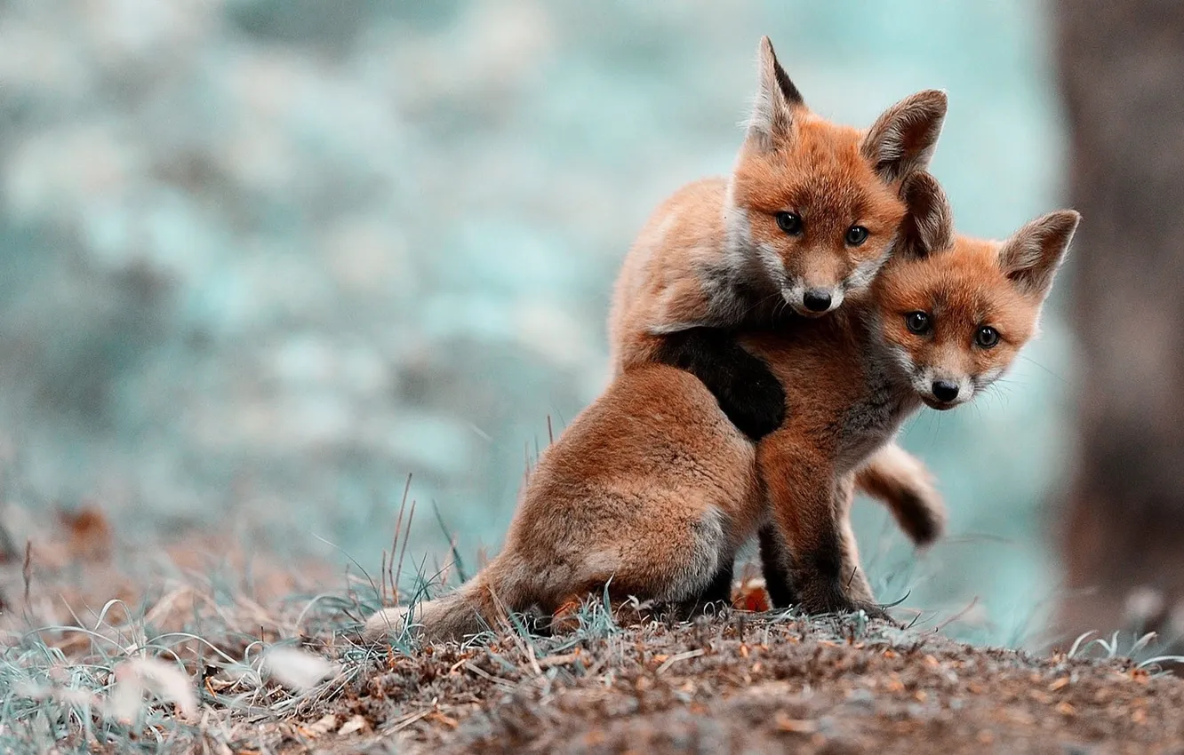 Фото обои puppy, animal, funny, faces, foxes, two brown