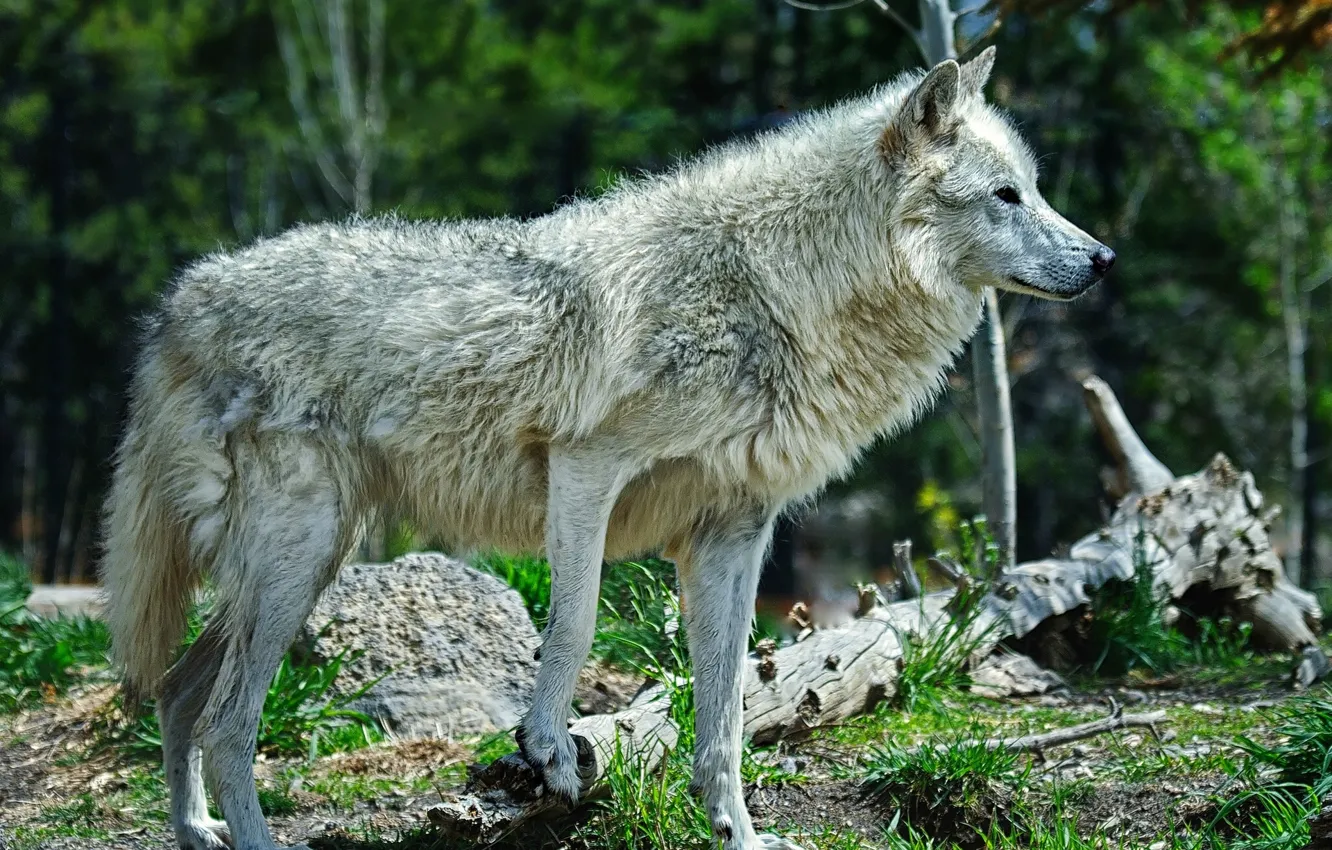 Фото обои лес, волк, хищник