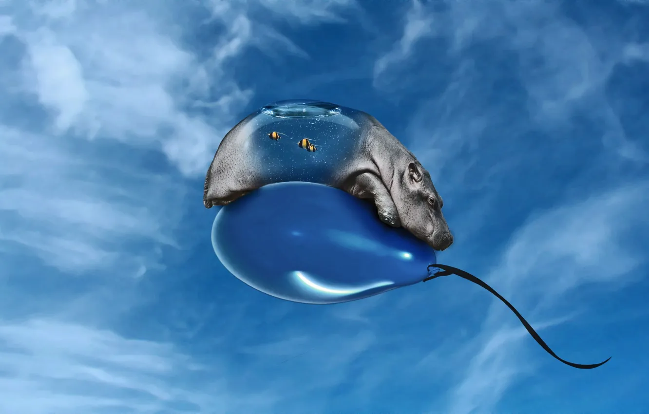 Фото обои синий, шарик, бегемот, 157