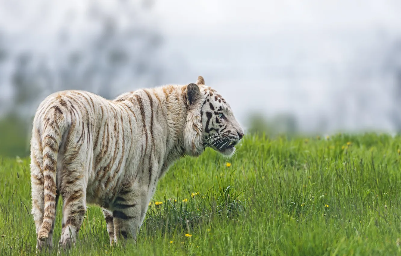 Фото обои кошка, трава, белый тигр, ©Tambako The Jaguar