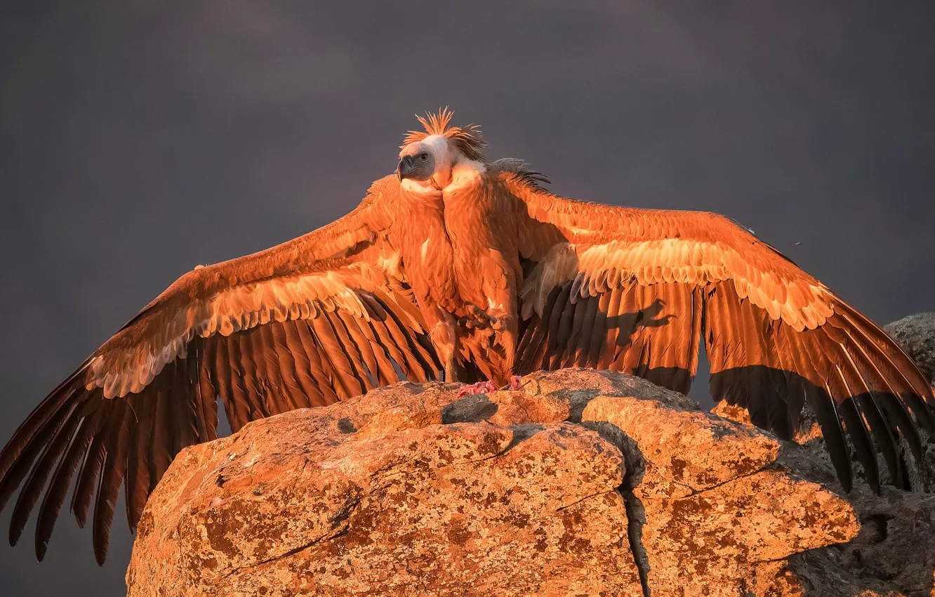 Фото обои птица, крылья, хищник, гриф, Белоголовый сип