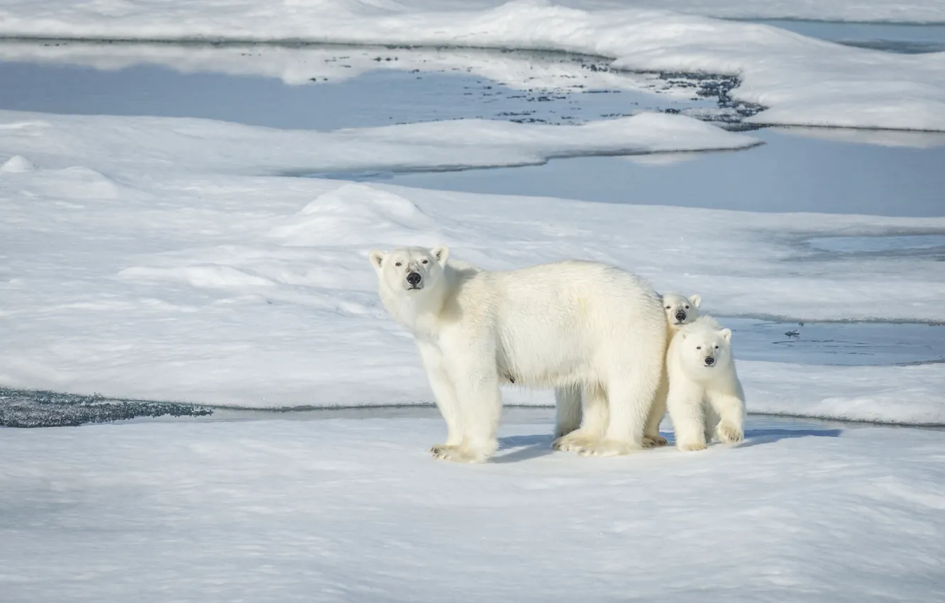 Фото обои медведи, Норвегия, льдина, медвежата, белые медведи, медведица, полярные медведи